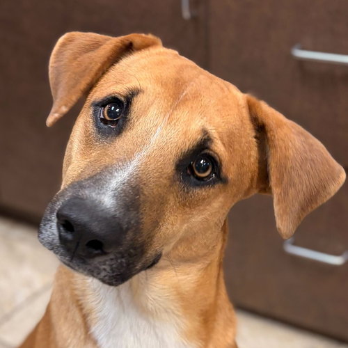 DARYL - Terrier available for adoption
