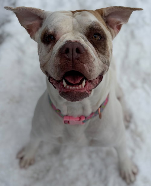 TORTILLA - Bulldog available for adoption