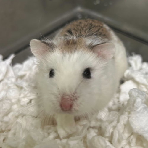SHREK - Hamster available for adoption
