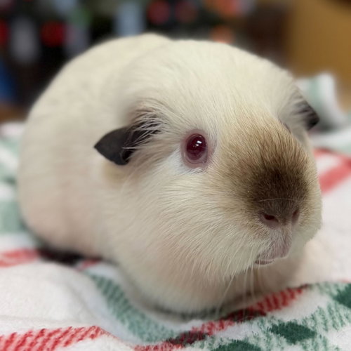 POPPY - Guinea Pig available for adoption
