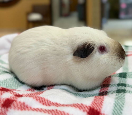 POPPY - Guinea Pig available for adoption