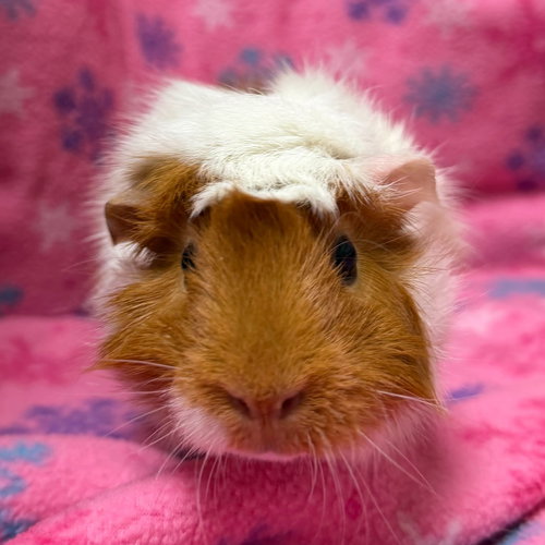 ALORA - REDUCED FEE! - Guinea Pig available for adoption