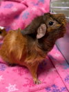 Lea - Reduced Fee! - Photo 2