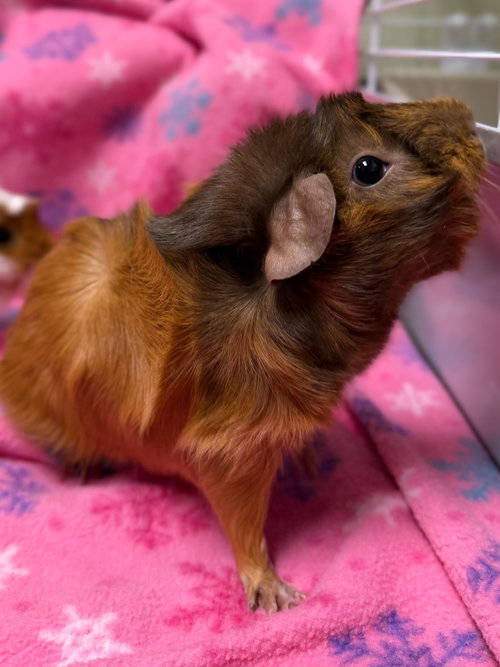 LEA - REDUCED FEE! - Guinea Pig available for adoption