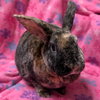 Rocky - Name Your Own Adoption Fee! - Photo 1