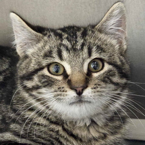 SCALLOP - Domestic Short Hair available for adoption
