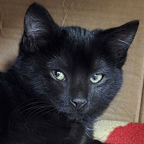 JELLY FISH - Domestic Short Hair available for adoption