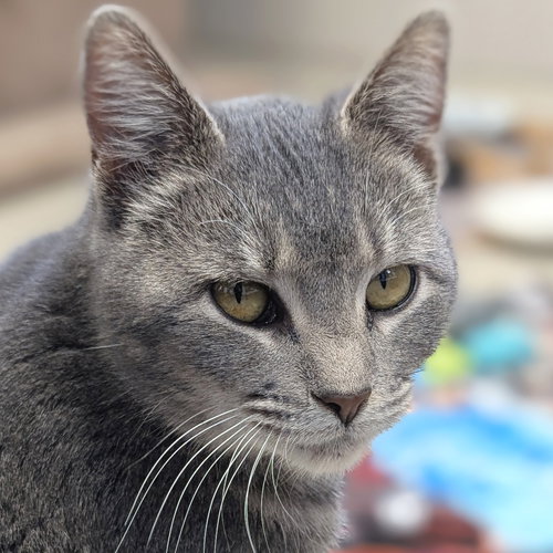 EVERGLADE - Domestic Short Hair available for adoption