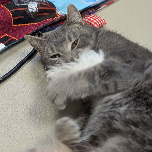 EVERGLADE - Domestic Short Hair available for adoption