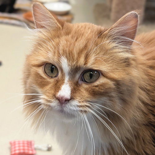OYSTER - Domestic Medium Hair available for adoption