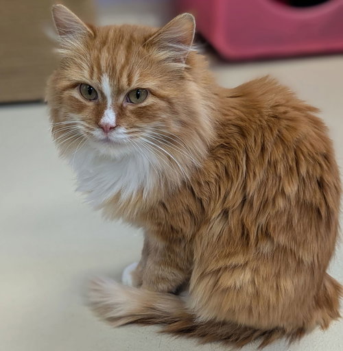 OYSTER - Domestic Medium Hair available for adoption
