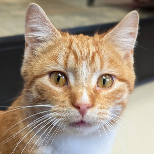PELICAN - Domestic Short Hair available for adoption