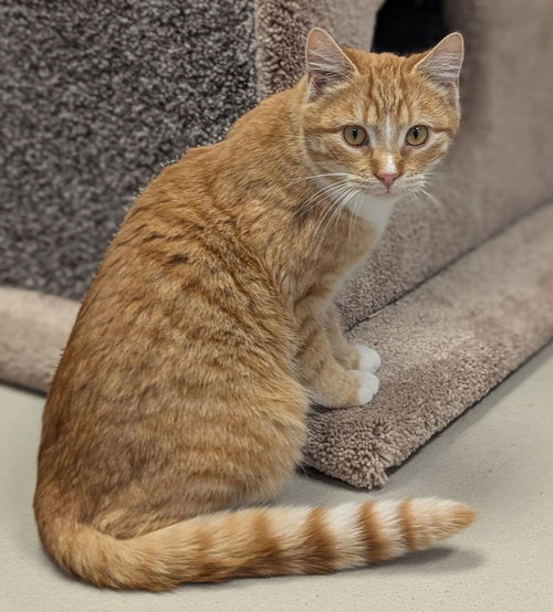 PELICAN - Domestic Short Hair available for adoption