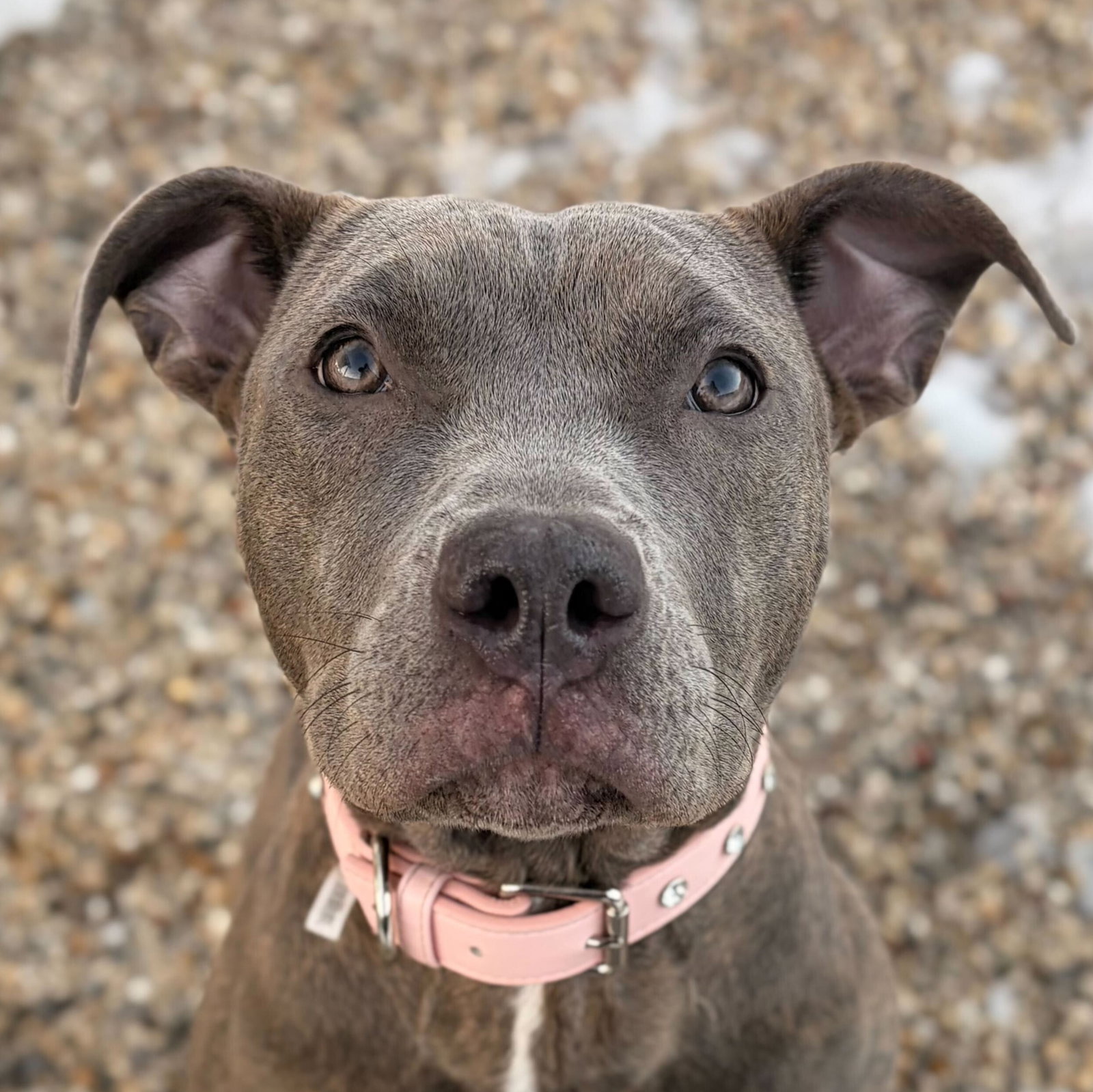 Bella - Name Your Own Adoption Fee Image