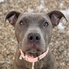 Bella - Name Your Own Adoption Fee - Photo 1