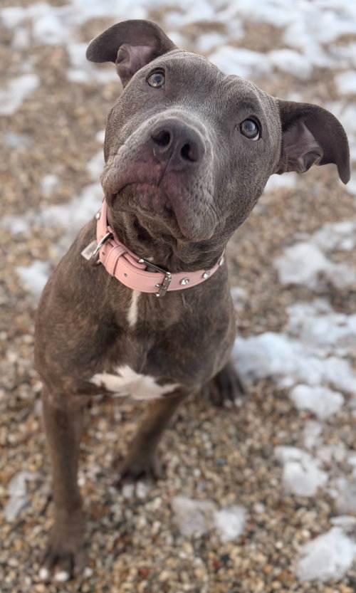BELLA - NAME YOUR OWN ADOPTION FEE - Pit Bull Terrier available for adoption