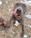 Bella - Name Your Own Adoption Fee - Photo 3