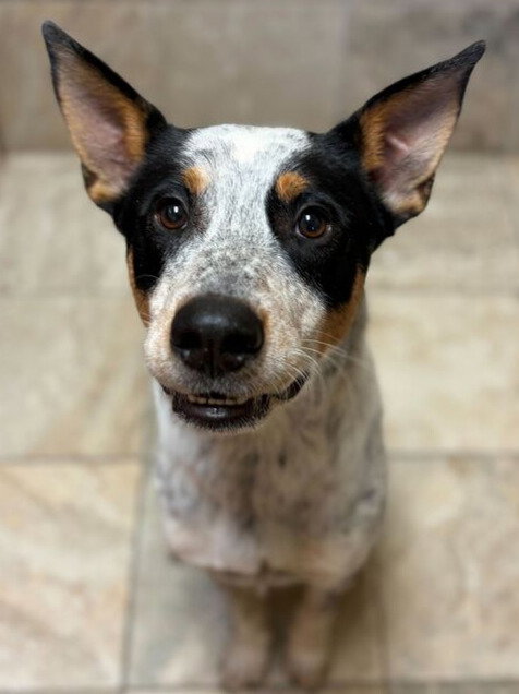 COWBOY - Australian Cattle Dog/Blue Heeler available for adoption