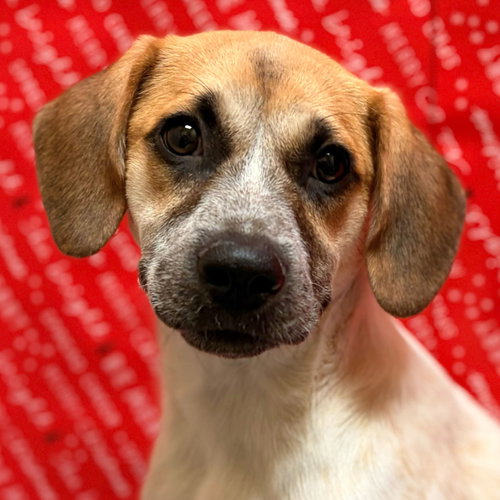 VERONICA - Labrador Retriever available for adoption
