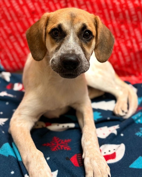 VERONICA - Labrador Retriever available for adoption