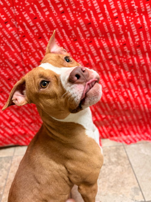 JANE - Pit Bull Terrier available for adoption