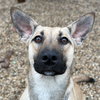 Rubi - Name Your Own Adoption Fee! - Photo 1
