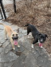 Rubi - Name Your Own Adoption Fee! - Photo 2