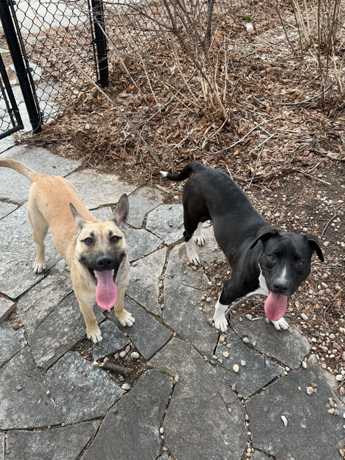 RUBI - NAME YOUR OWN ADOPTION FEE! - Terrier available for adoption