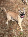 Rubi - Name Your Own Adoption Fee! - Photo 3
