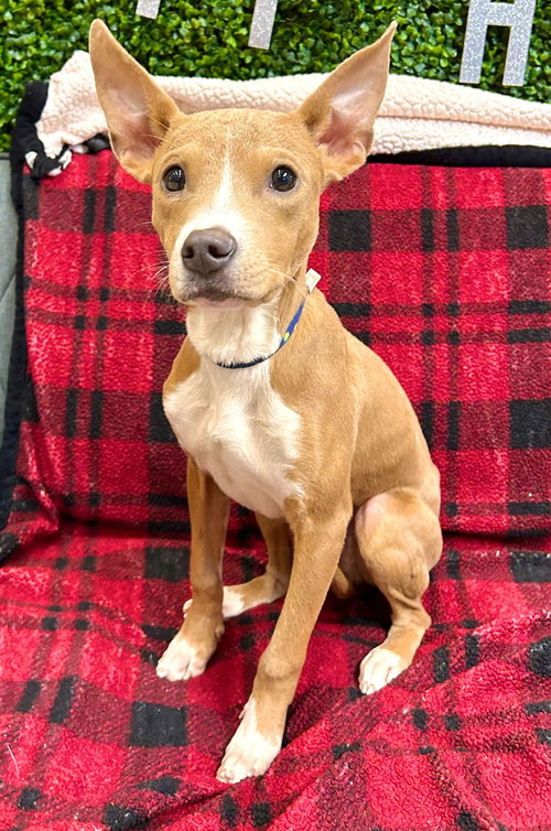 VIXEN - Terrier available for adoption