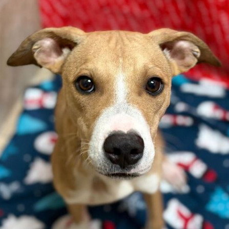 VINCENT - Unknown available for adoption