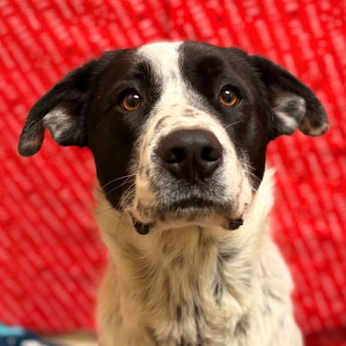 BRUNO - Australian Cattle Dog/Blue Heeler available for adoption