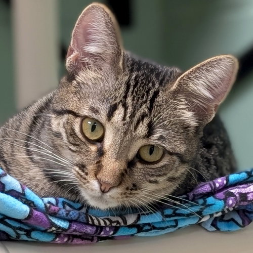 Stella - Reduced Fee!