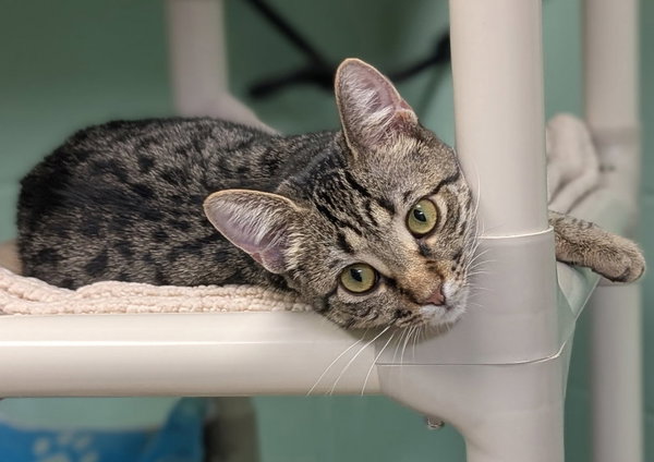 Stella - Reduced Fee!