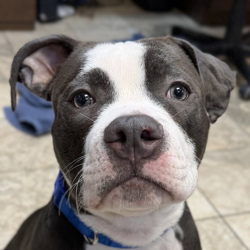 CORDELL - NAME YOUR OWN ADOPTION FEE