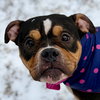 Trixie - Photo 1