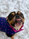 Trixie - Photo 2