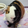 Ollie - Photo 1