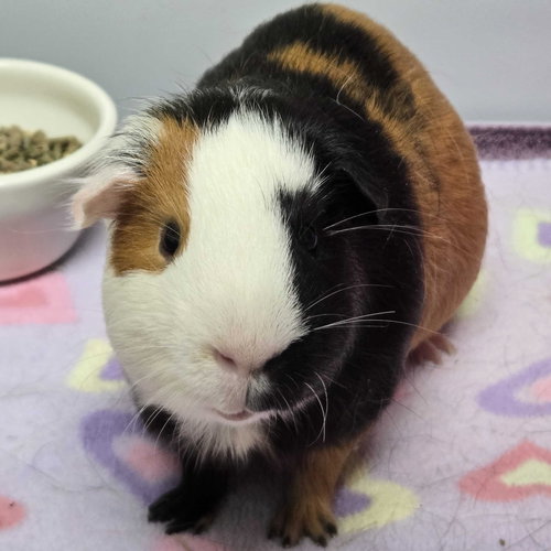 OLLIE - Guinea Pig available for adoption