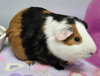 Ollie - Photo 2