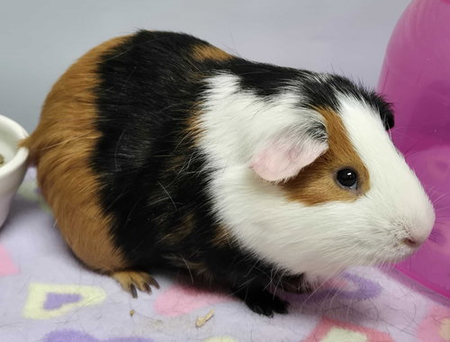 OLLIE - Guinea Pig available for adoption