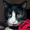 Bisque - Photo 1