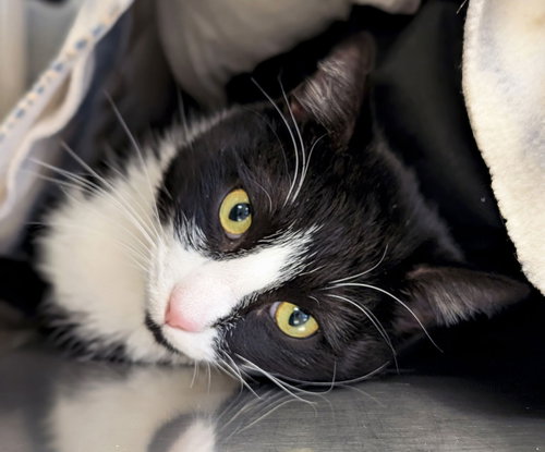 BISQUE - Domestic Short Hair available for adoption