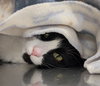 Bisque - Photo 3