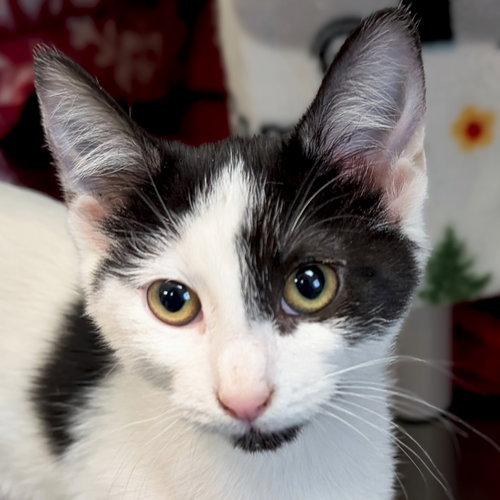POLKA DOT - Domestic Short Hair available for adoption