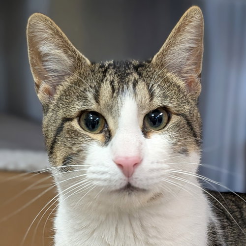 RICK RACK - Domestic Short Hair available for adoption