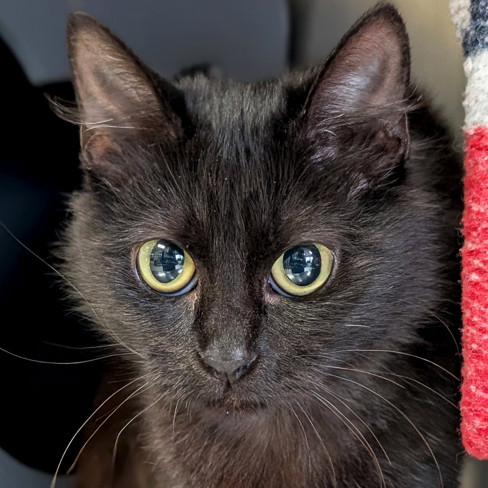 Missy Image