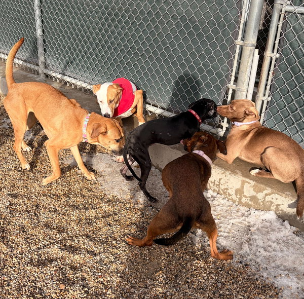 Kamila - Name Your Own Adoption Fee