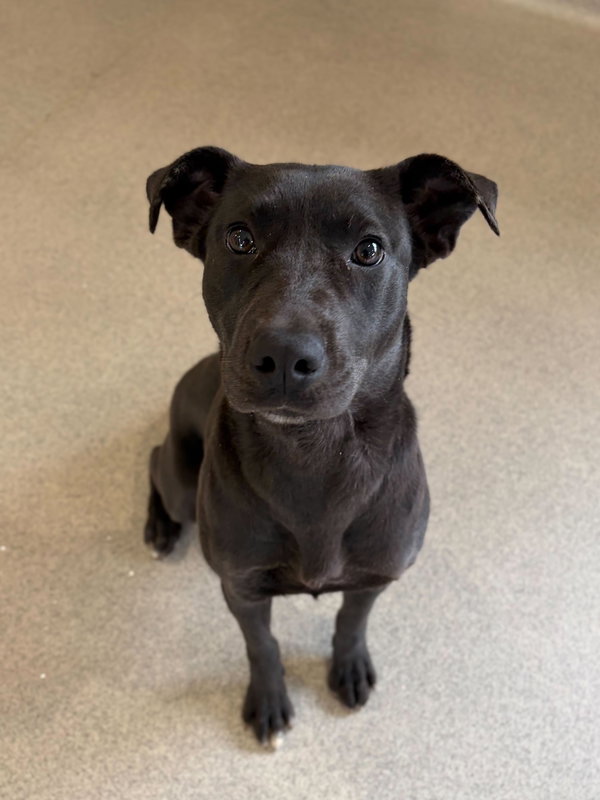 Tutti - Name Your Own Adoption Fee!