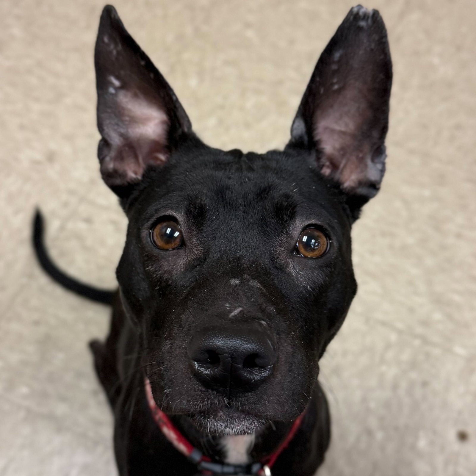 Kirby - Name Your Own Adoption Fee! Image